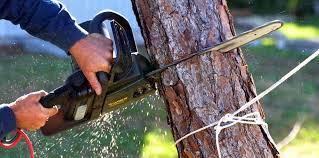 Best Emergency Tree Removal  in View Park Windsor Hills, CA