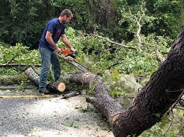 How Our Tree Care Process Works  in  View Park Windsor Hills, CA