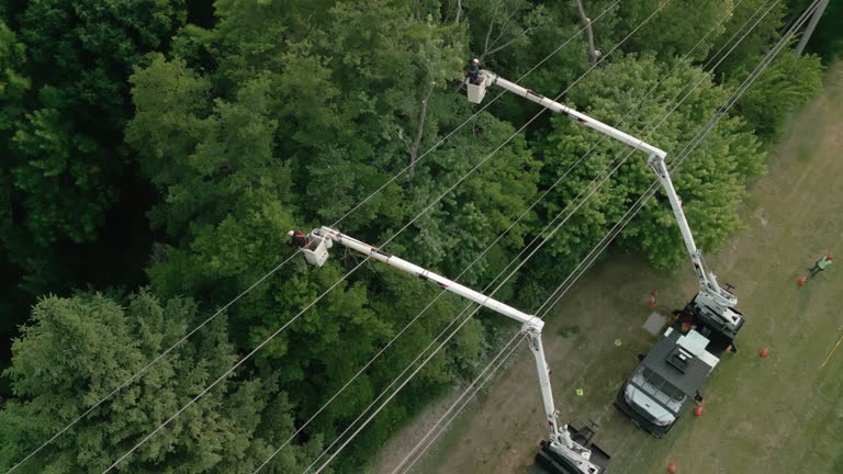 Best Tree Preservation Services  in View Park Windsor Hills, CA
