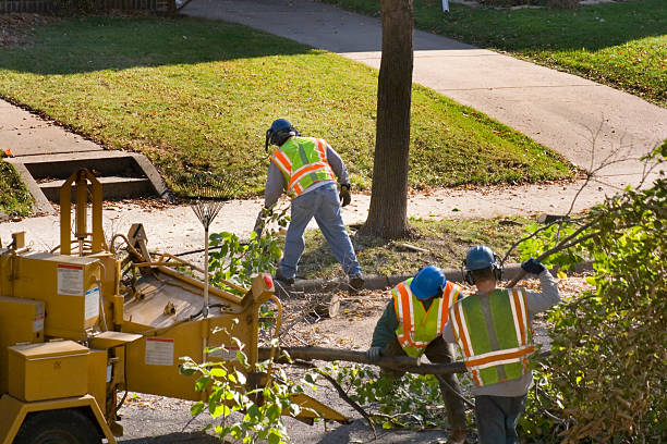 Best Lawn Pest Prevention  in View Park Windsor Hills, CA