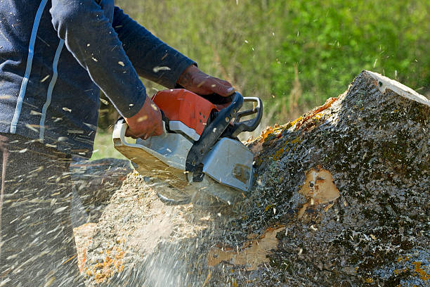 Best Tree and Shrub Care  in View Park Windsor Hills, CA